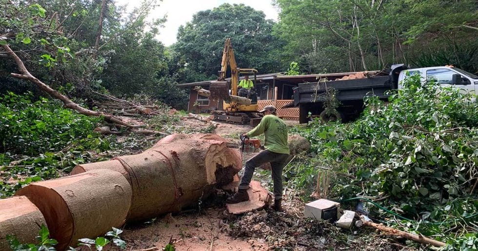 Tree Removal Kauai Kauai's 1 Tree Trimming Company