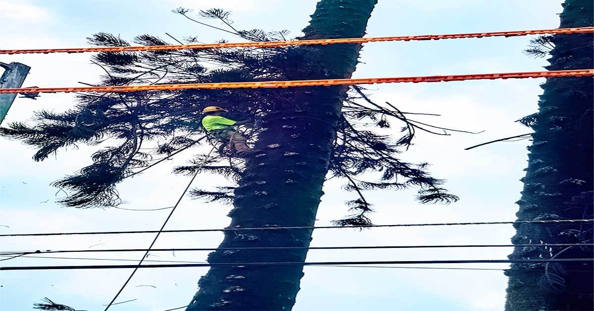 arborists-kauai Professional Arborists - Isaiah's Tree Service