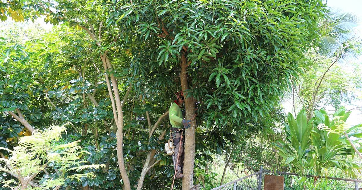 mango-tree-removal Mango Tree Removal - Isaiah's Tree Service