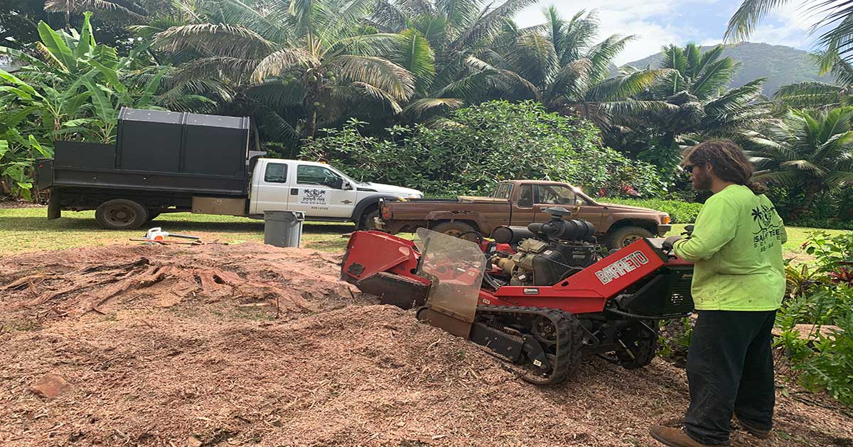 stump-grinding-blog Stump Removal Kauai - Isaiah's Tree Service