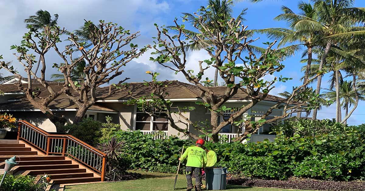 #1 Tree Care Service on Kauai