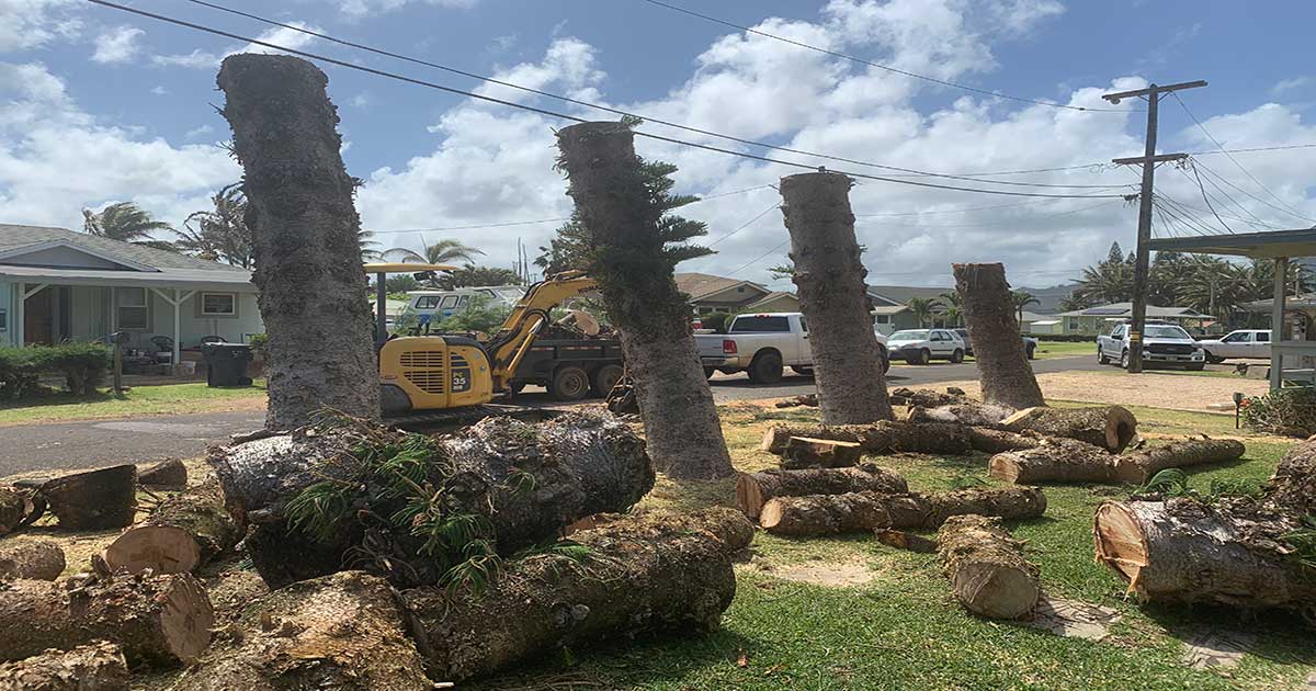 tree-extraction Tree Extraction Services