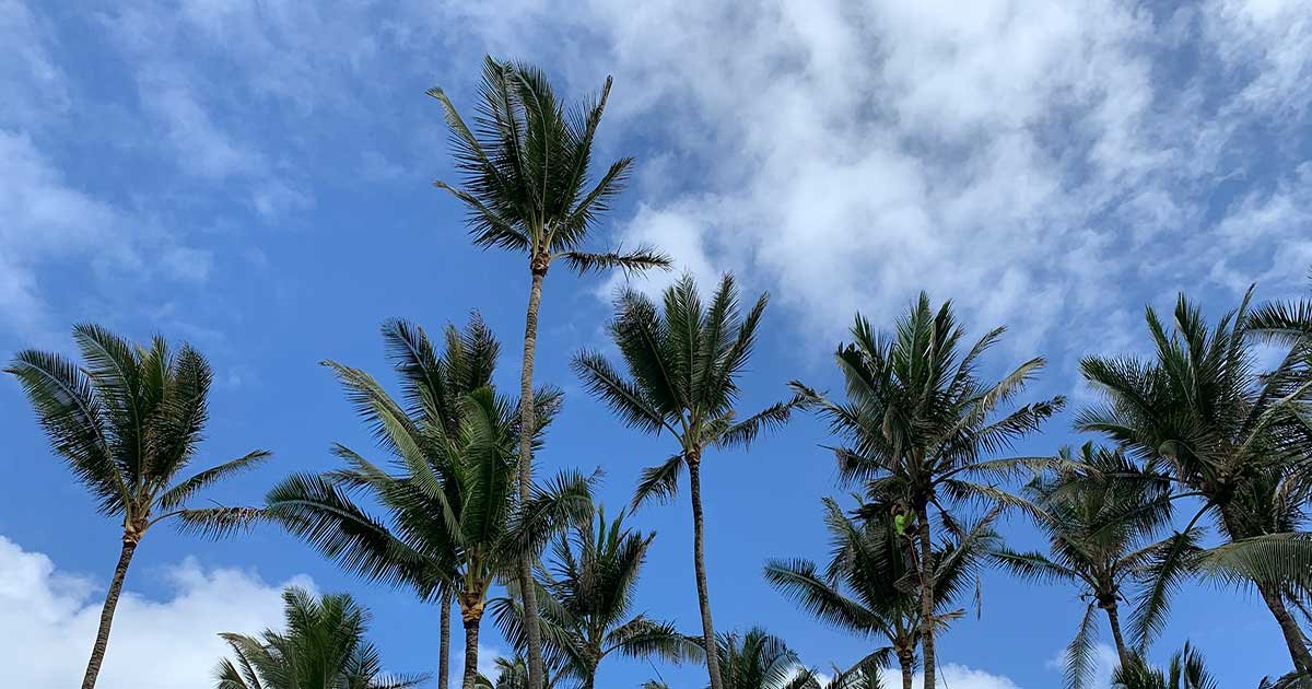 tree-trimming-kilauea Trimming Trees In Kilauea Kauai
