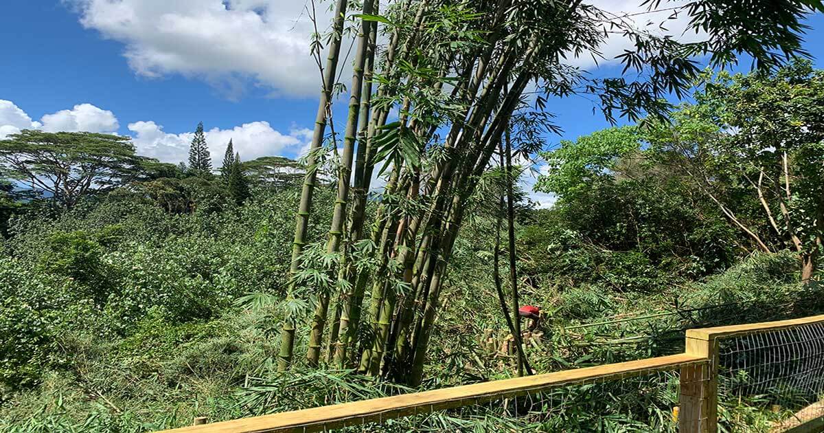 tree-trimming-princeville Isaiah's Tree Service In Princeville