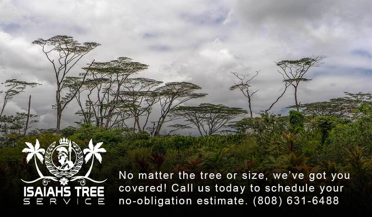 albizia-tree-isaiahs-tree-service Albizia Trees On Kauai - Isaiah's Tree Service