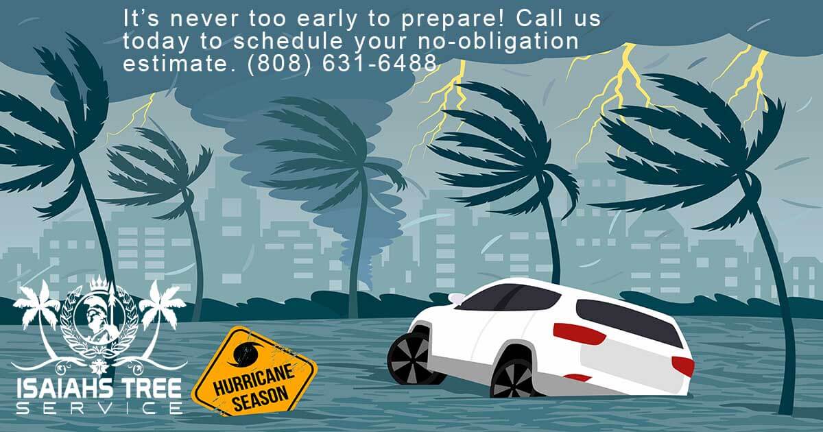 hurricane-prepardness-isiahs-tree-service Hurricane Tree Preparedness - Isaiah's Tree Service