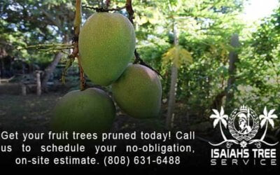 3 Facts You Need To Know About Pruning Fruit Trees
