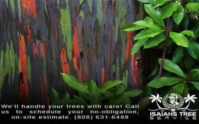 Discover The Natural Wonder of Hawaii’s Rainbow Eucalyptus Trees