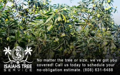 The Mango Tree: Hawaii’s Tasty Treasure