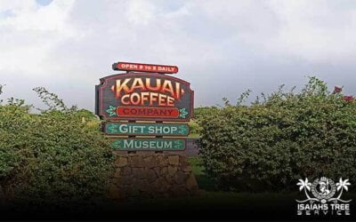 History Behind Hawaii’s Popular Kauai Coffee