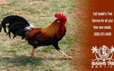 Meet Kauai’s Feral Chickens in 2021