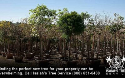 How To Discover Your Next Favorite Tree in 2021