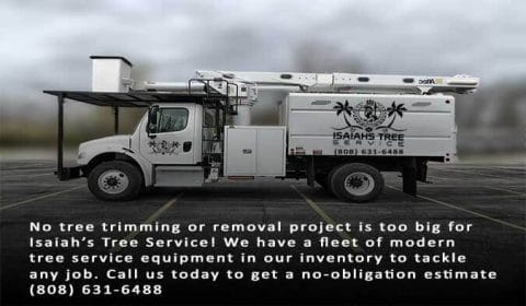 What You Need To Know About Tree Trimming Bucket Trucks