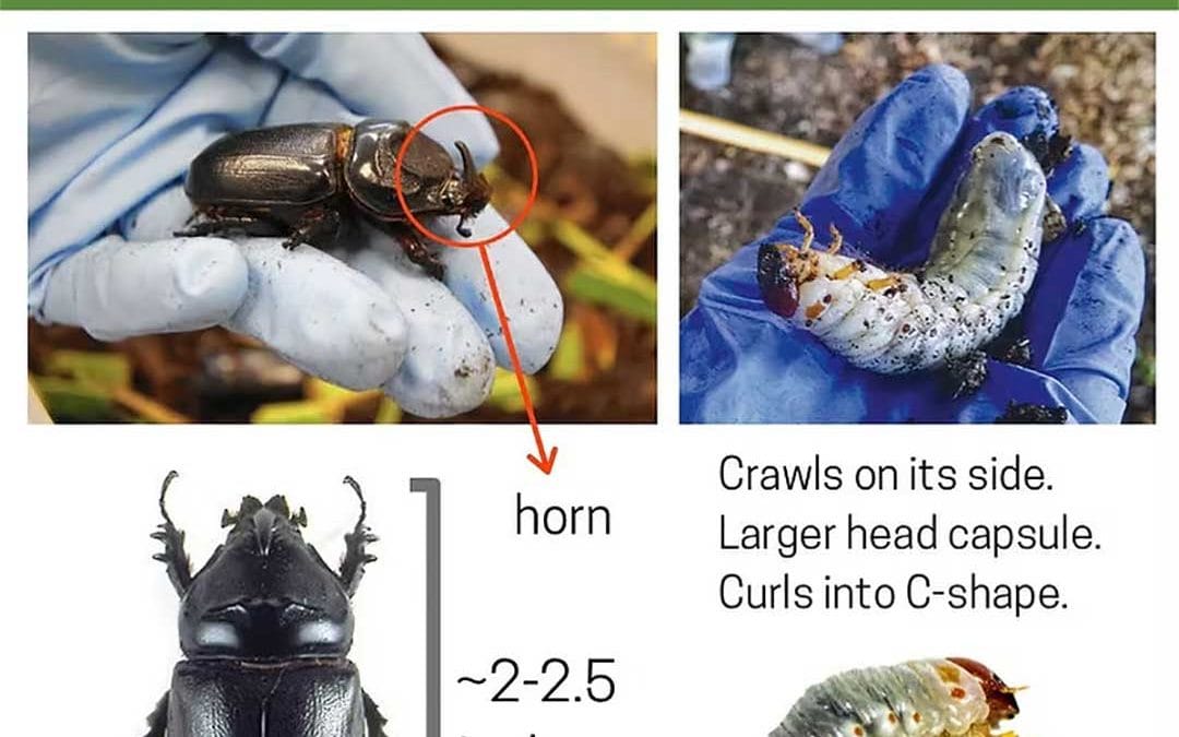 Coconut Rhinoceros Beetle on Kauaʻi: How to Spot the Damage and Protect Your Palm Trees