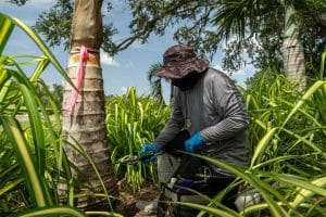 Technician performing trunk injection treatment on a palm tree to protect against coconut rhinoceros beetle (CRB) damage on Kauaʻi by Isaiah’s Tree Service